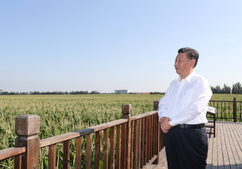 7月22日至24日,中共中央总书记、国家主席、中央军委主席习近平在吉林省考察。这是7月22日下午,习近平考察四平市梨树县国家百万亩绿色食品原料(玉米)标准化生产基地核心示范区地块。新华社记者 鞠鹏 摄
